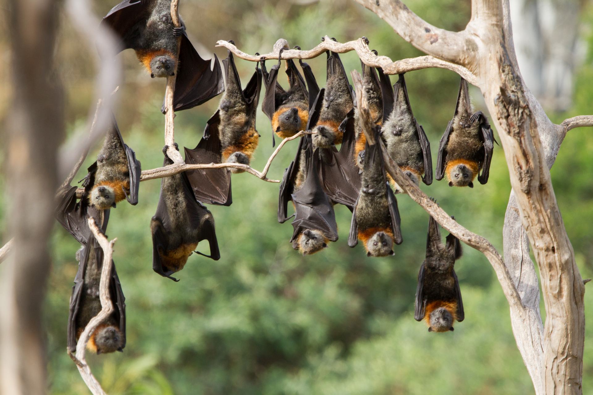  Mexiko příroda zajímavosti netopýři 