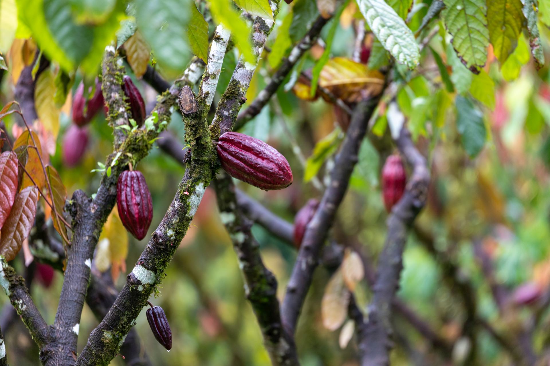  Svět burzy potraviny komodity kakao ceny 